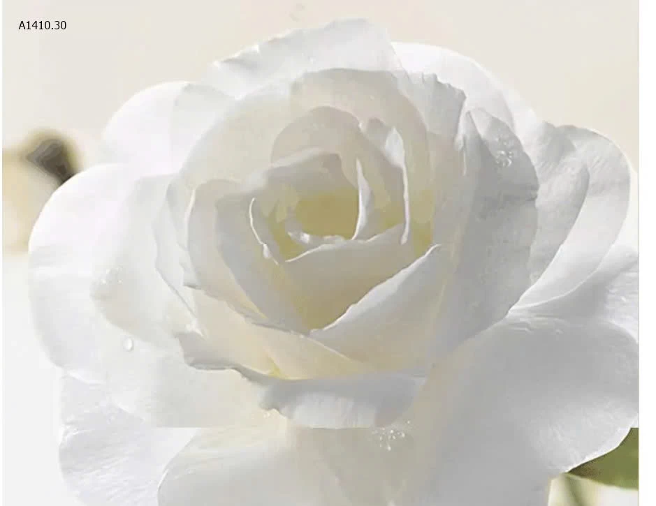 Sữa tắm hương hoa trà nội địa Trung chị em mê đắm  - sỉ 77k