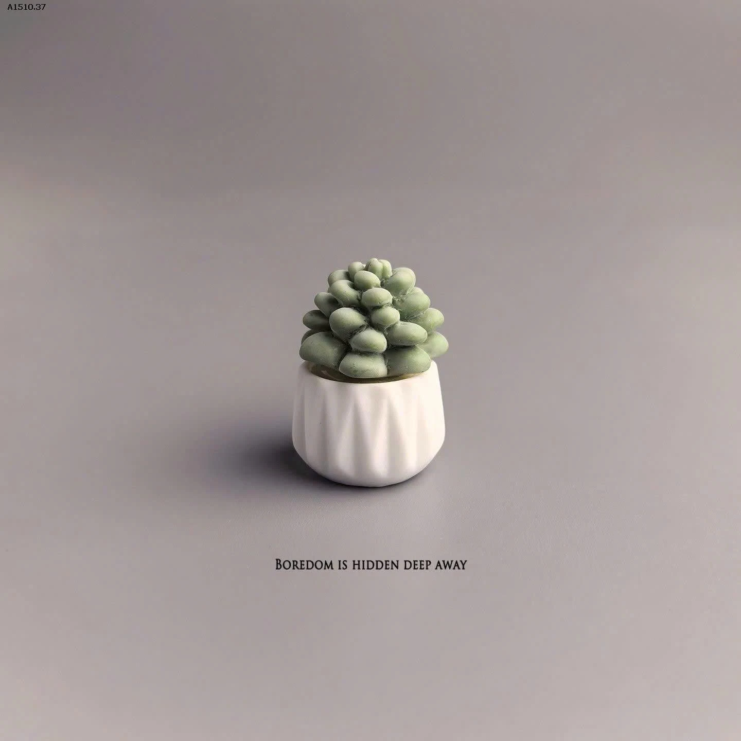 SET 5 CÂY XƯƠNG RỒNG DECORE  - sỉ 46k/set